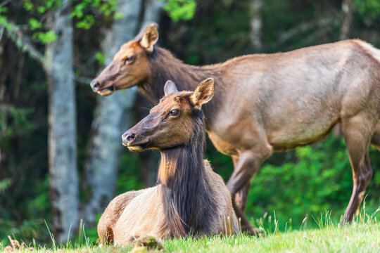 Roosevelt Elk In Ecola State Park On The Oregon Coast.