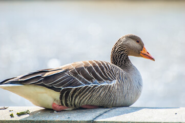 A greylag goose sat on the wall of Albert Embankment next to the river Thames