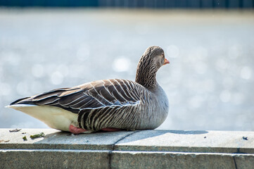 A greylag goose sat on the wall of Albert Embankment next to the river Thames