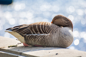 A greylag goose sat on the wall of Albert Embankment next to the river Thames