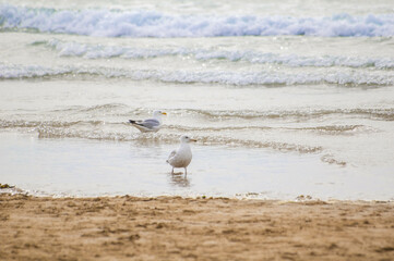 Seagulls on Woolacombe beach in Devon
