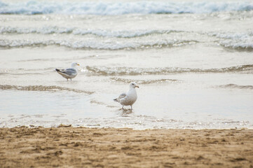 Seagulls on Woolacombe beach in Devon
