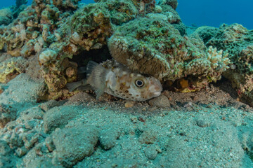 Coral reef and water plants in the Red Sea, Eilat Israel
