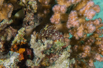 Obraz na płótnie Canvas Coral reef and water plants in the Red Sea, Eilat Israel 