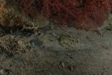 Fish swim in the Red Sea, colorful fish, Eilat Israel

