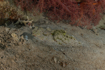 Fish swim in the Red Sea, colorful fish, Eilat Israel
