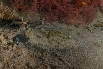 Fish swim in the Red Sea, colorful fish, Eilat Israel
