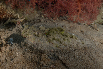 Fish swim in the Red Sea, colorful fish, Eilat Israel
