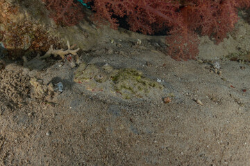 Fish swim in the Red Sea, colorful fish, Eilat Israel
