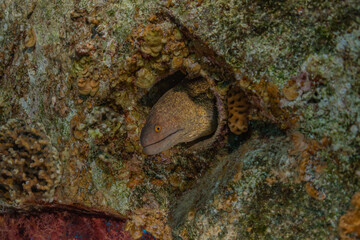 Moray eel Mooray lycodontis undulatus in the Red Sea, Eilat Israel
