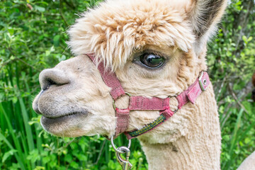 Closeup of an alpaca in the countryside