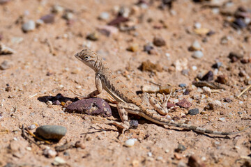 Naklejka na ściany i meble Common Lesser Earless Lizard