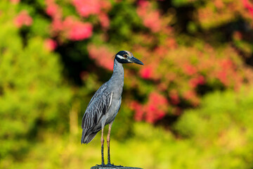 Fototapeta premium Yellow crowned night heron on dock