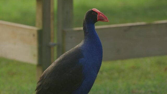 Close up shot of a swamphen, also known as a pukeko, New Zealand