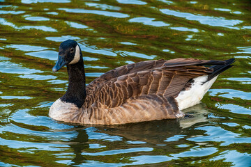 Canada goose swimming in water