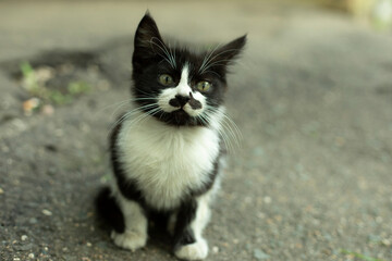 The kitten looks into the camera. Black-white kitten on the street.