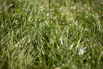 Grass texture. Grass in the sunshine.