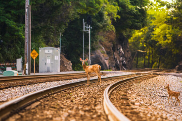 Deer crossing railway 