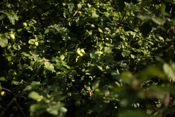 Fototapeta na wymiar Green apples on the tree. Apple tree in summer.