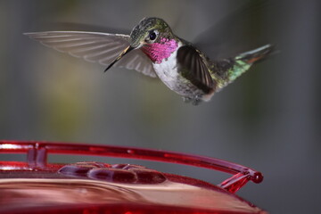 Hummingbird
