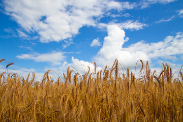 Obraz premium Golden wheat field and clouds in the sky