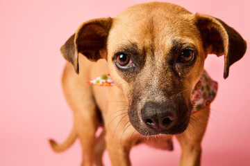 Close up of dog looking attentively at camera on pink background. Horizontal photo.