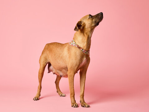 Dog Mom Standing Sideways Looking Attentively Upward Isolated On Pink Background. Horizontal Photo.