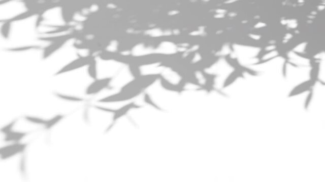abstract background of shadow palm leaves in wind overlay on a white wall background