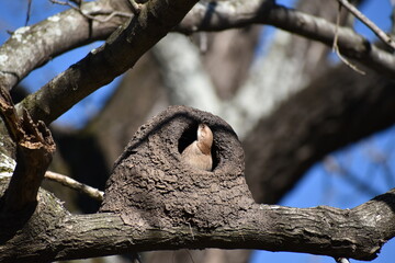 rufous hornero (Furnarius rufus), national bird of Argentina and Uruguay