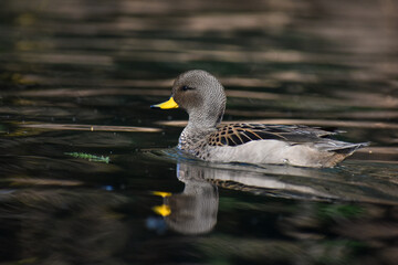 yellow-billed teal (Anas flavirostris)