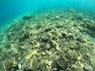 Underwater world of Mediterranean Sea. Near Marmaris, Turkey