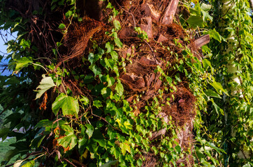 green palm leaves on trees on a sunny day against the blue sky in summer