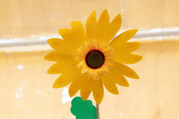 Sunflower iyellow color. Decoration and design Close-up.
