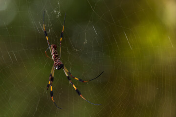 Golden Silk Orb Weaver Spider