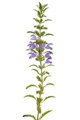 Flowering twig of Moldavian dragonhead,  lat. Dracocephalum moldavica, isolated on white background