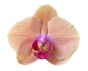 beautiful orchidea flower macro