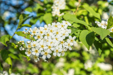 Gew&ouml;hnliche Traubenkirsche