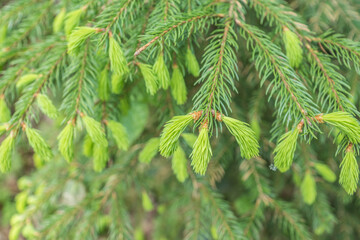 Frische Triebe im Frühling