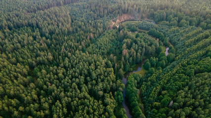 Pine forest from a height. Aerial drone view over a lush green pine forest. Nature concept.