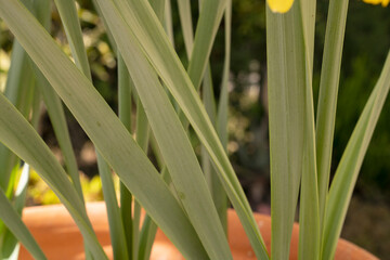 Obraz premium Leaves background. Daffodil green leaves growing in a pot in the park.
