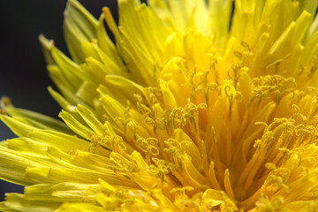 Fototapeta premium flor amarilla del diente de leon