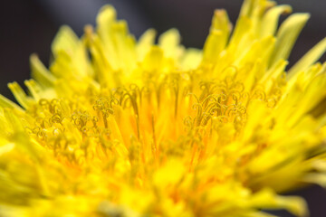 flor amarilla del diente de leon