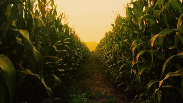 Camera point of view farmer walking through corn field in the evening and light shines sunset.