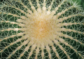 Close up of a golden barrel cactus or Echinocactus grusonii. Top view 