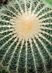 Naklejka na ściany i meble Close up of a golden barrel cactus or Echinocactus grusonii. Top view 
