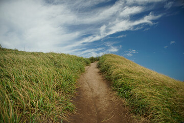 A trail leading to the top of the hill through a grassy field of yellow and green grass.