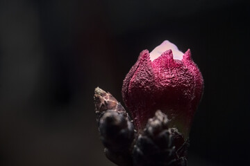 flor del damasco, boton de flor o florecida, petalos blancos rosados y filamentos amarillos