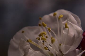 flor del damasco, boton de flor o florecida, petalos blancos rosados y filamentos amarillos