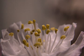 flor del damasco, boton de flor o florecida, petalos blancos rosados y filamentos amarillos