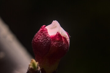 flor del damasco, boton de flor o florecida, petalos blancos rosados y filamentos amarillos